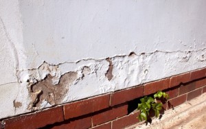 mold in a private house