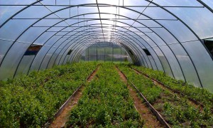 Heating greenhouses with solar energy