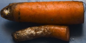 What is the danger of mold for vegetable storage?