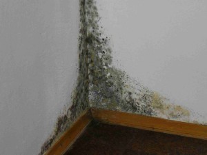 Getting rid of the cottage from mold and preventing its formation