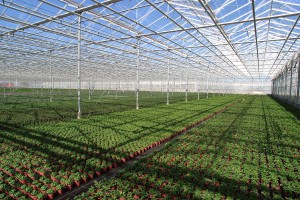 Greenhouse heating: types