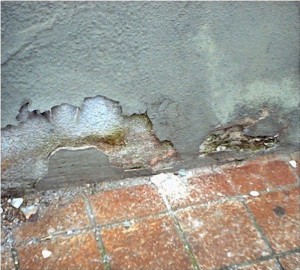 Mold in industrial premises: how to get rid of it?