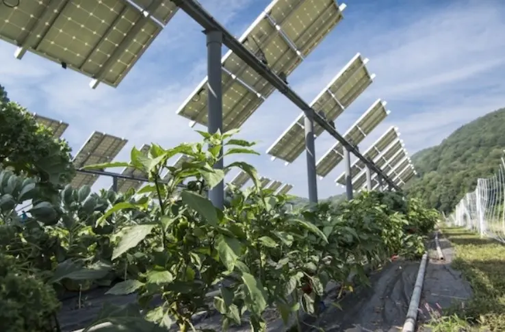 Solar Panels above Gardens Reduce Temperature and Help Conserve Water